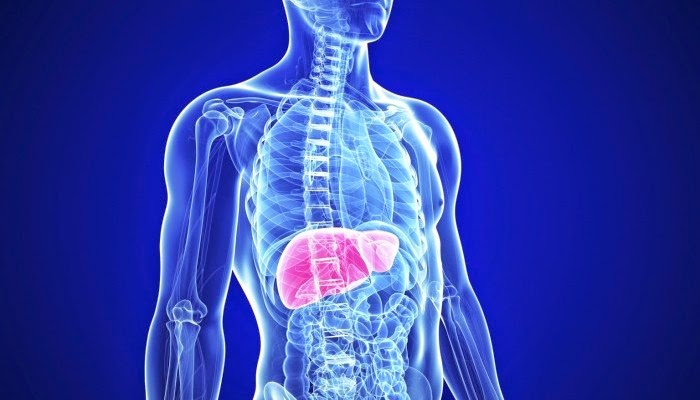 liver-700x400