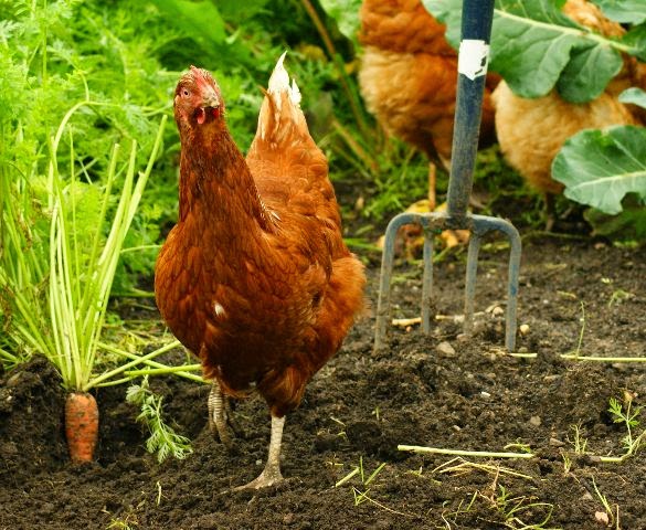 Garden_Hen-wiki