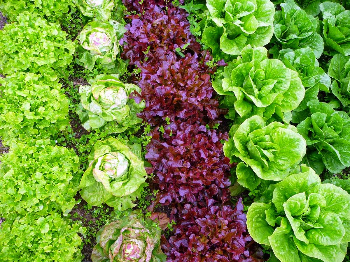 mixed-farming1