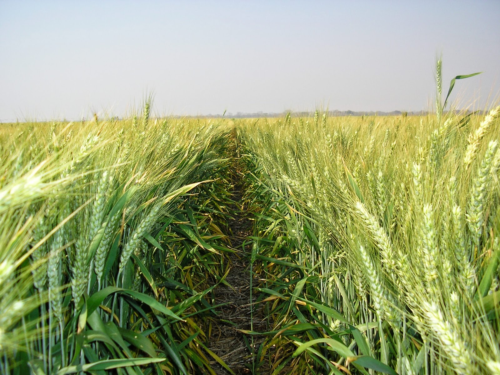 Irrigated_Wheat_field Irrigated_Wheat_field