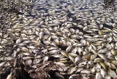 dead-fish dead-fish
