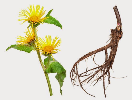 elecampane2 elecampane2