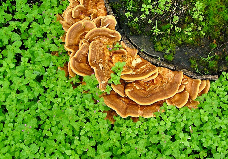mushrooms mushrooms