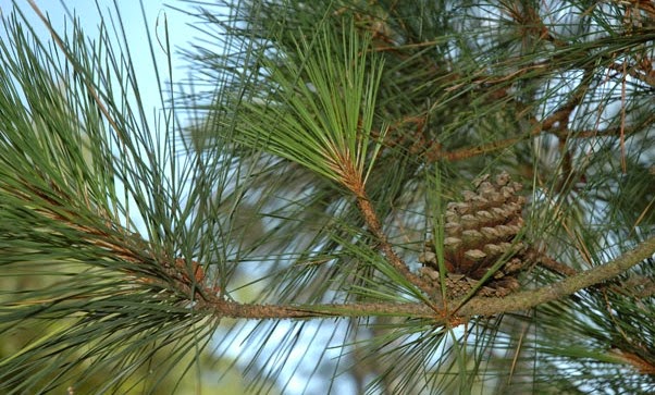 Loblolly-Pine-602x363 Loblolly-Pine-602x363