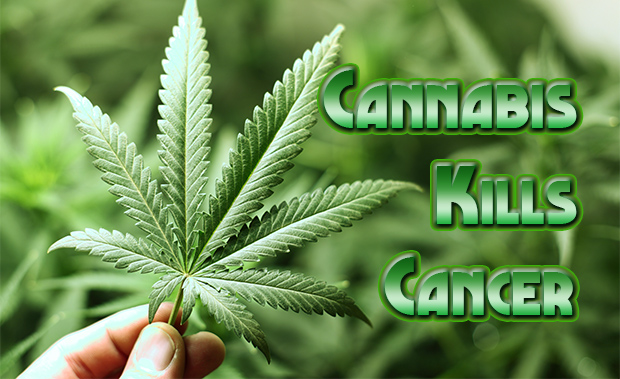 cannabis-kills-cancer-article cannabis-kills-cancer-article