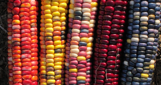 Heirloom-Corn-Varieties