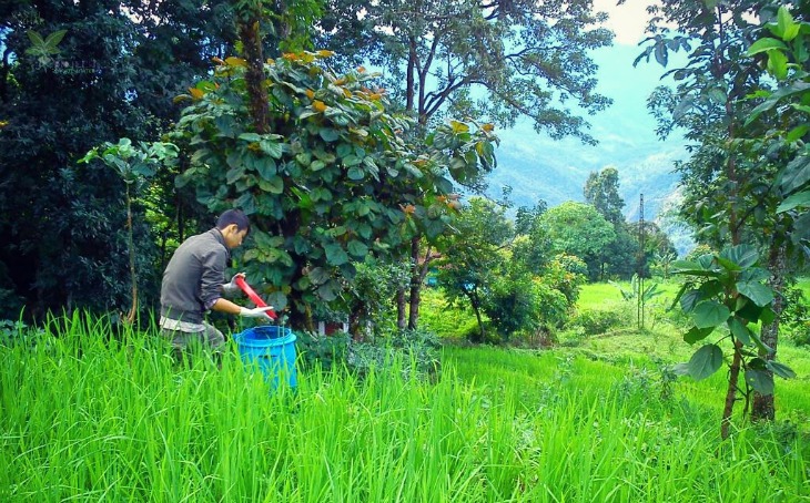 Organic_12