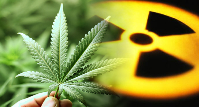 Hemp Eats Radiation, Cleans Toxic Metals From Soil