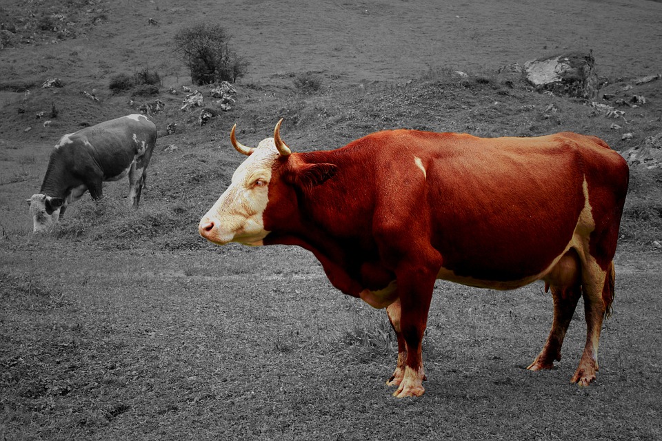 cow-944455_960_720 cow-944455_960_720
