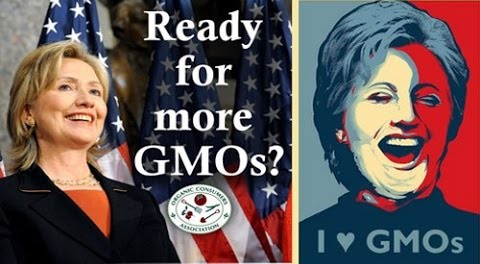 hillary-clinton-GMO-monsanto-480x264 hillary-clinton-GMO-monsanto-480x264