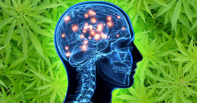 marijuana-alzheimer-treatment marijuana-alzheimer-treatment