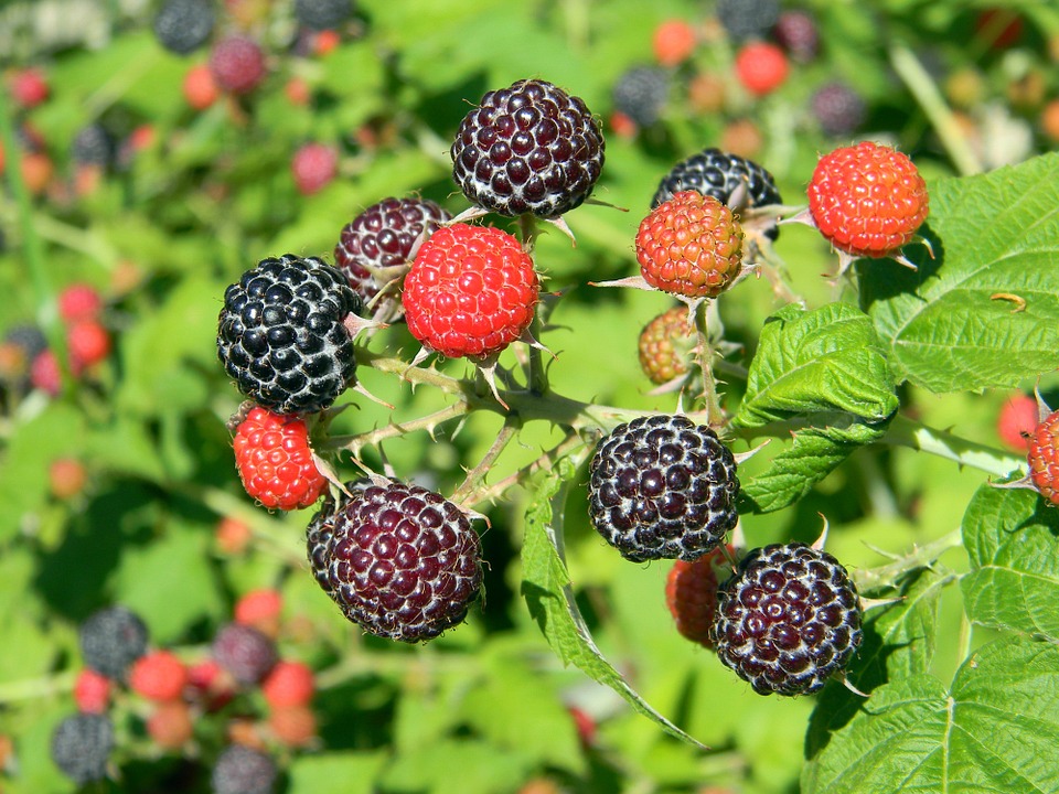 raspberry-841653_960_720 raspberry-841653_960_720