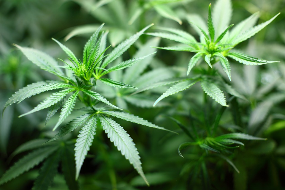 Kansas to Military Veteran: Stop Using Medical Marijuana or Give up Your Kids