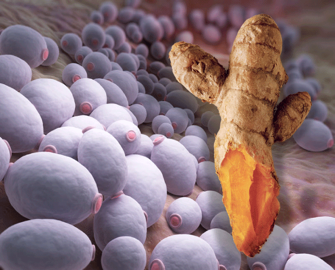 turmeric_kills_cancer_fungi