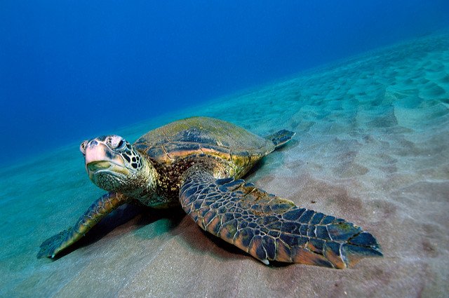 Green Sea Turtle
