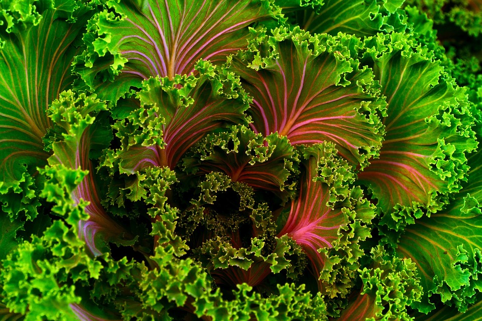 Vitamin K Improves Glucose Metabolism and Insulin Sensitivity