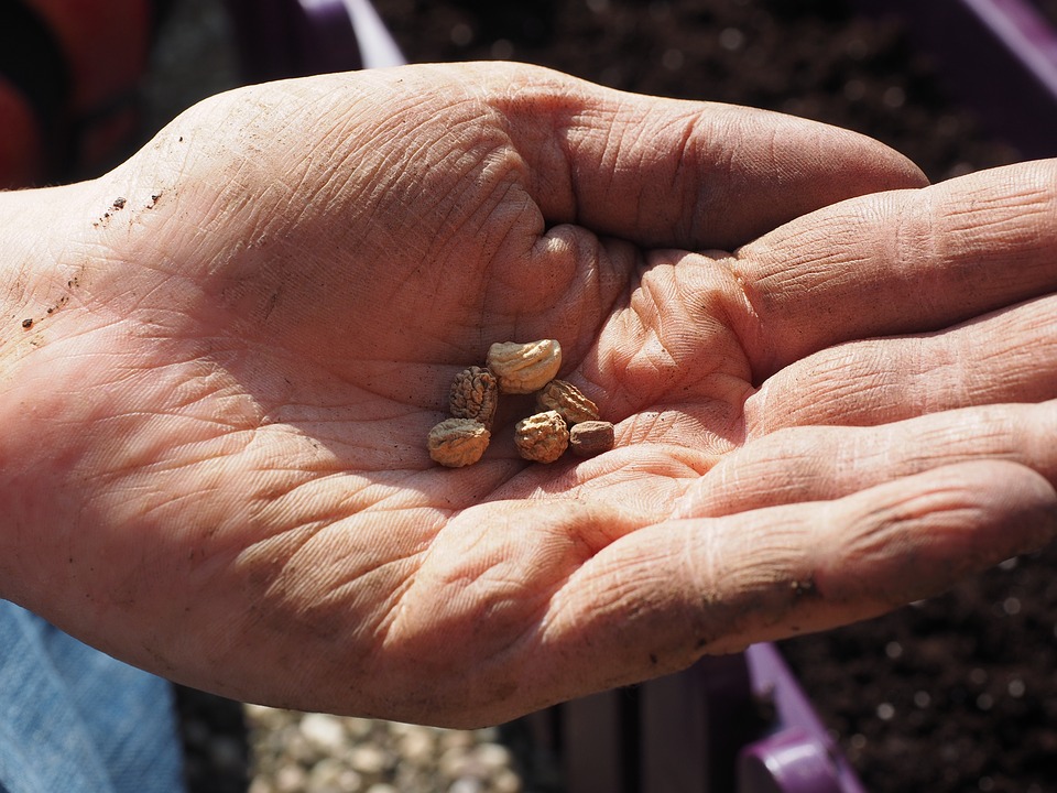 seeds-1117850_960_720