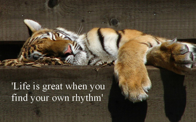 tiger