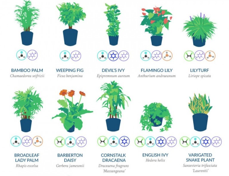 Top 18 Household Plants To Purify The Air, According To NASA (w/Infographic)