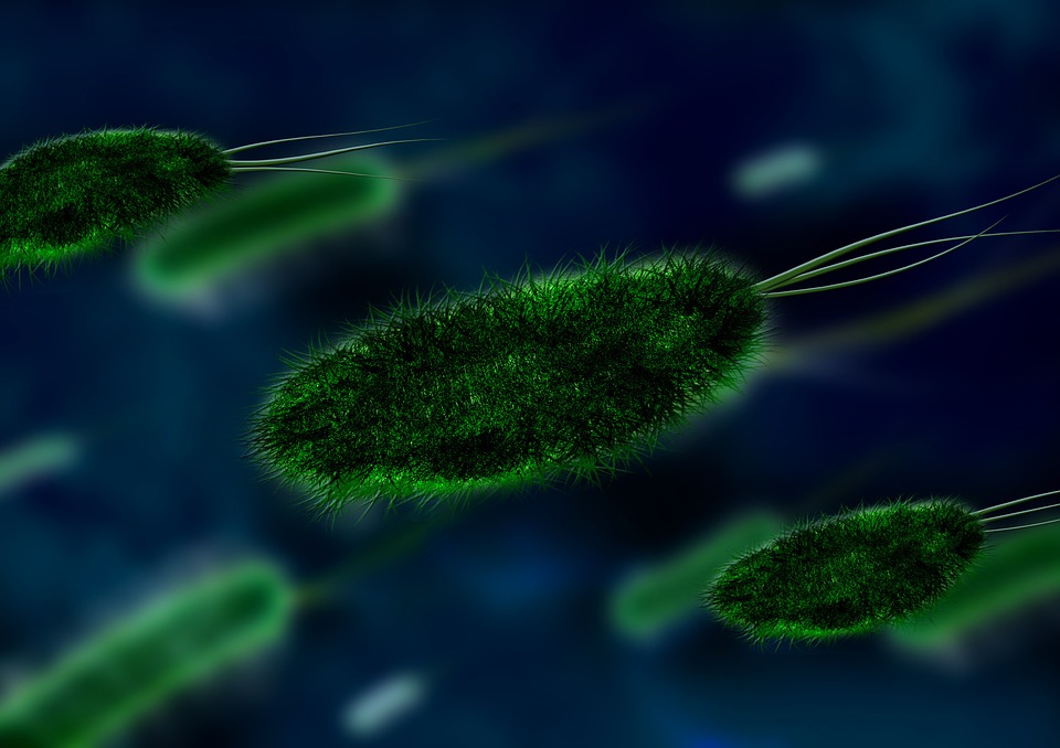 bacteria-106583_960_720 bacteria-106583_960_720