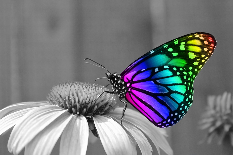 Monarch Butterfly Population Almost Killed Off Might Be On the Rebound