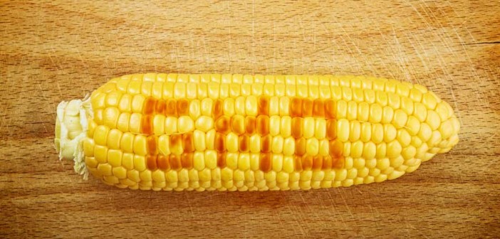 gmo-corn-web-702x336