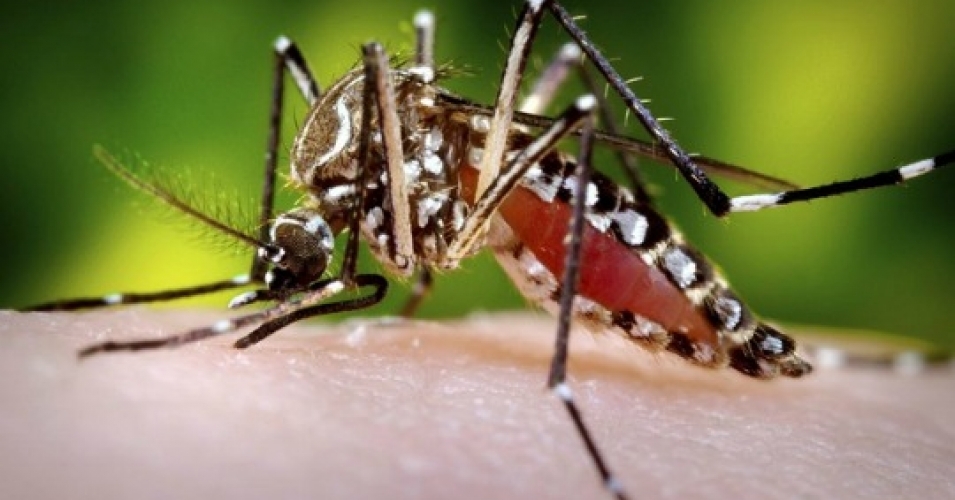 denguemosquito-a_1
