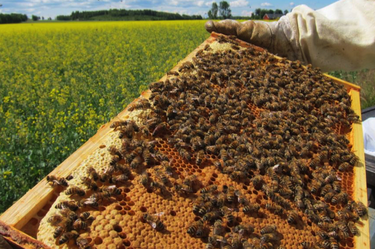 bees1 bees1