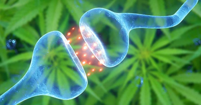 All-Cannabis-Use-is-Medicinal-700x368 All-Cannabis-Use-is-Medicinal-700x368