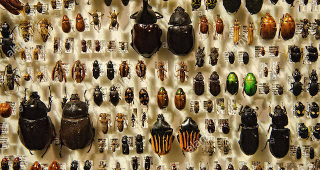 Insects-on-Display Insects-on-Display