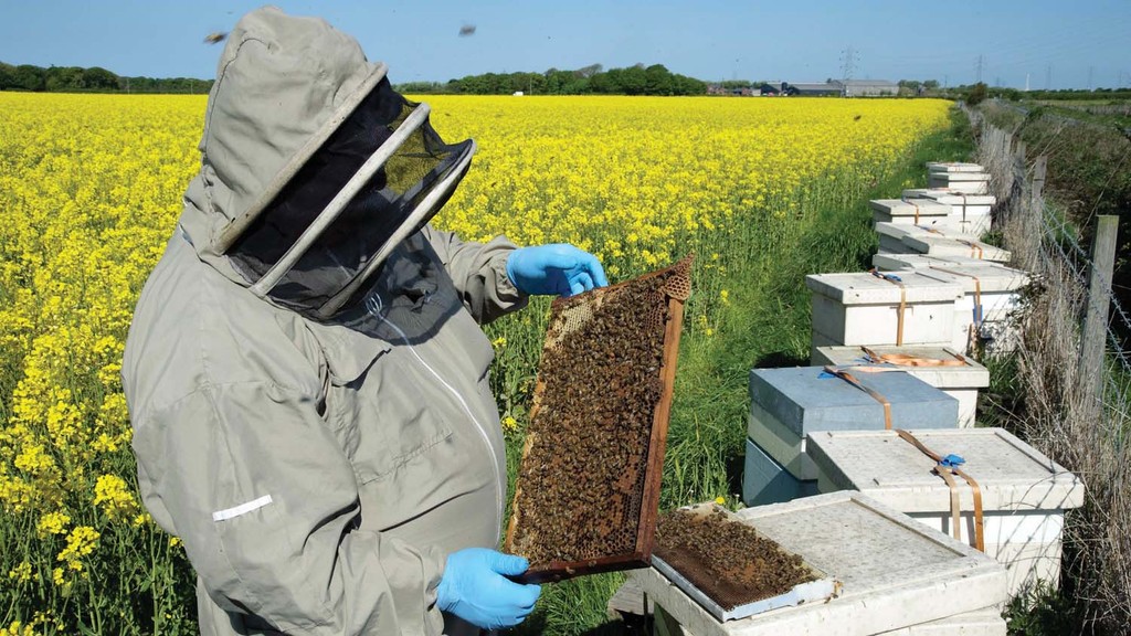 antibiotics bees