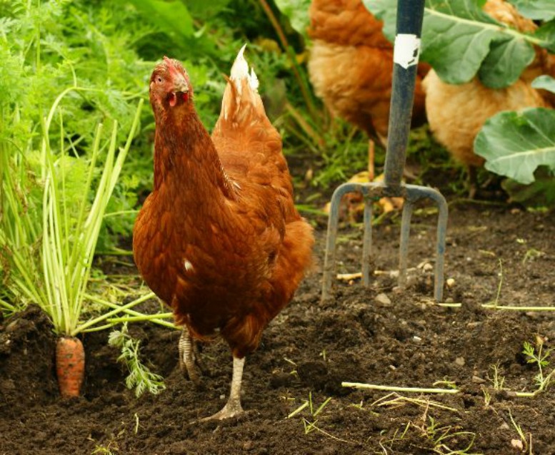 homesteading-blogs homesteading-blogs