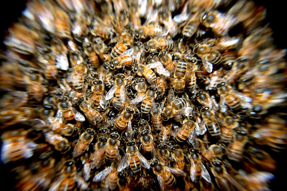 bees-276190_960_720 bees-276190_960_720