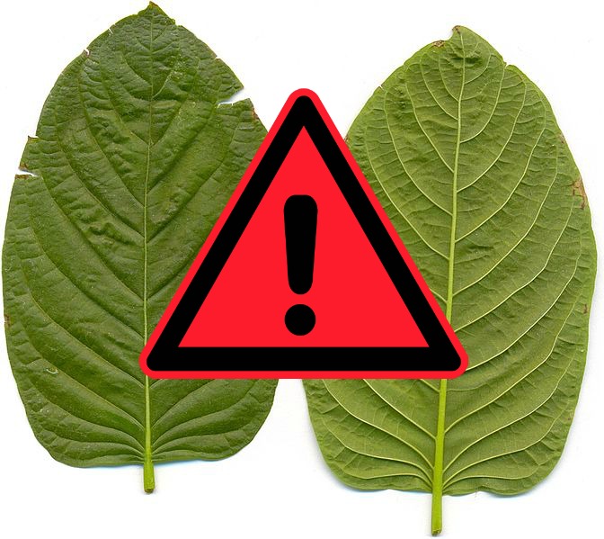 kratom-ban-action-alert