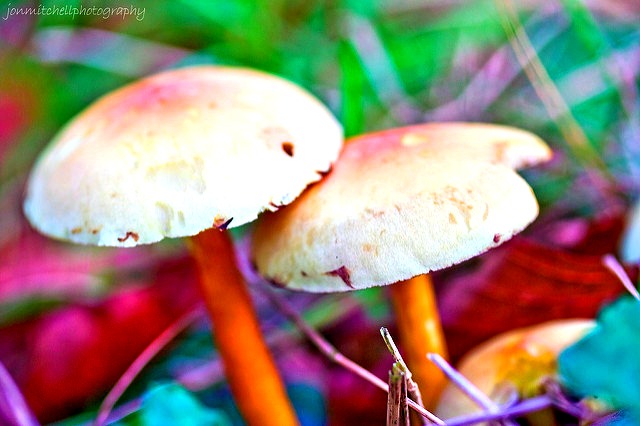 Magic Mushrooms Could Be a Life Saving Insect Repellent