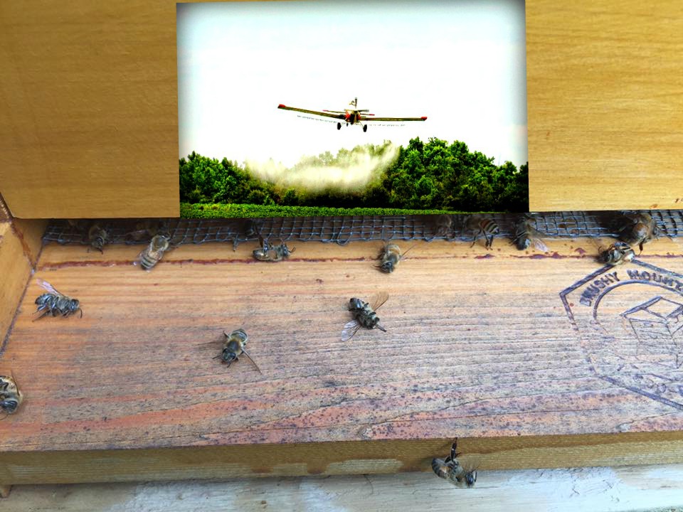 dead-bees-zika1 dead-bees-zika1