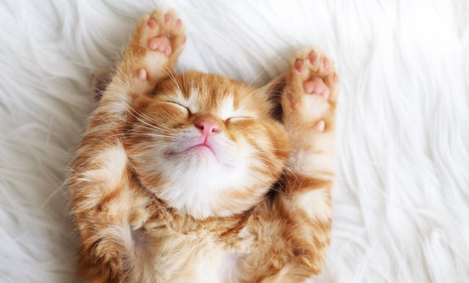 cat purring cat purring
