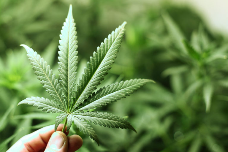 Cannabis To Boost U.S. Economy By $44 Billion Within Next 3 Years