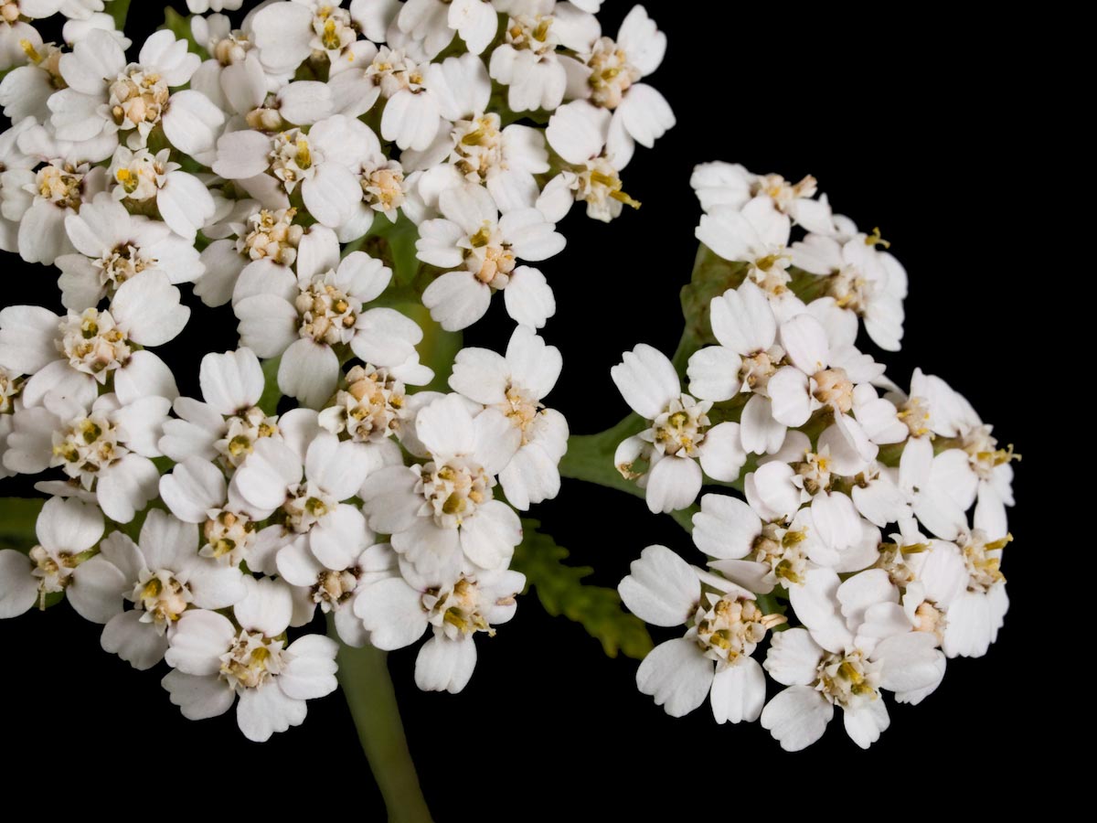 Yarrow-Herb