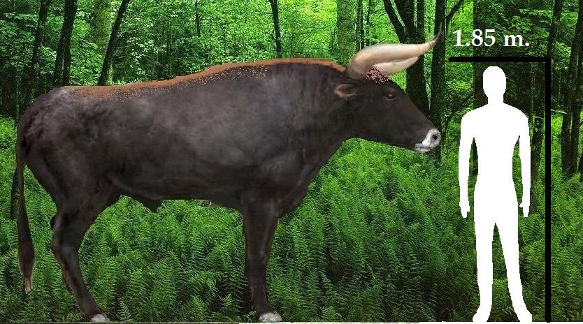 aurochs aurochs