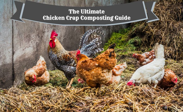 chicken-crap-768x472