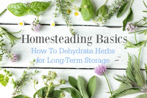 dehydrating-herbs-for-storage dehydrating-herbs-for-storage