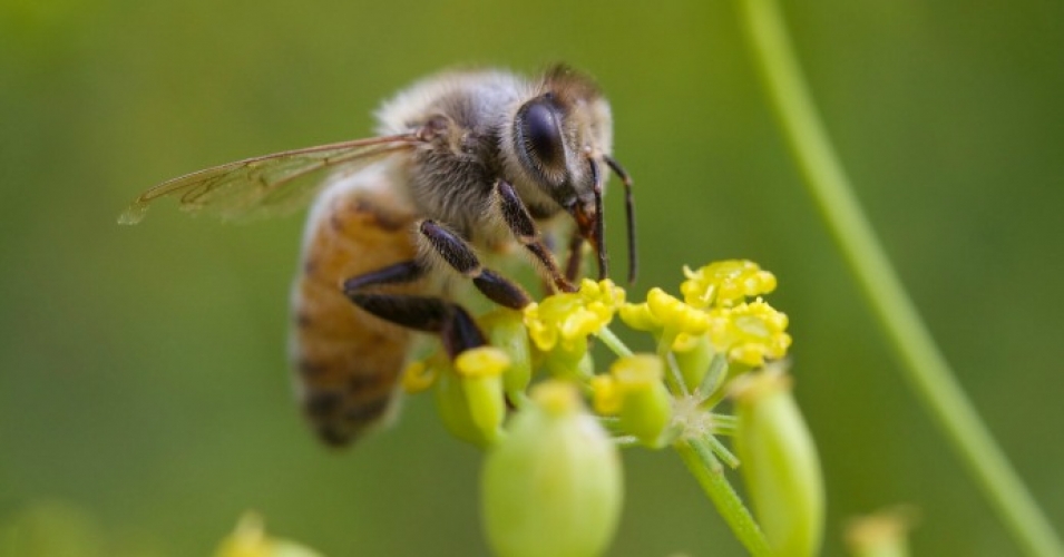epafailsbees epafailsbees