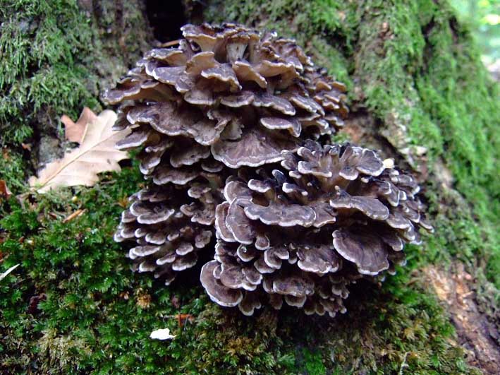 The Magic of Mushrooms Can Prevent Depression