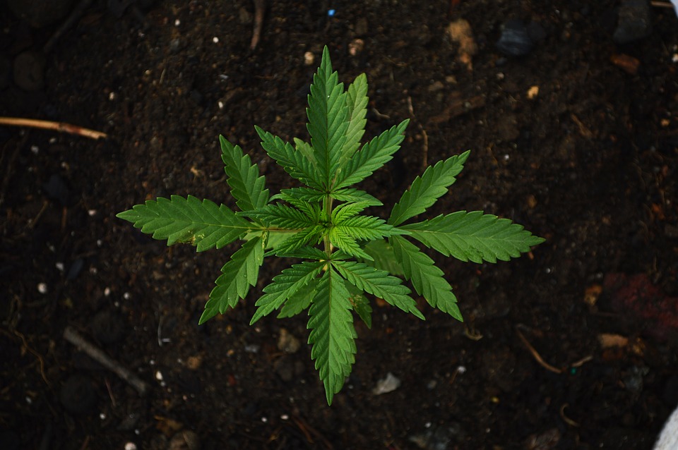 marijuana south carolina