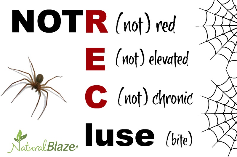 Not Recluse