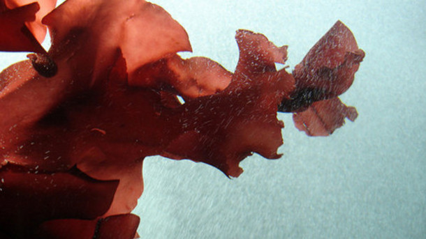 Red-seaweed-could-be-a-potential-aid-for-cancer-treatment-Study_strict_xxl Red-seaweed-could-be-a-potential-aid-for-cancer-treatment-Study_strict_xxl