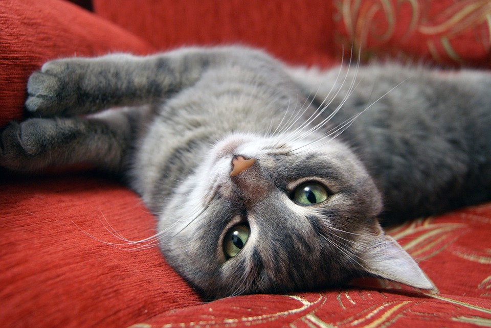 cat-2065710_960_720