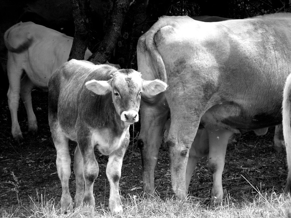 cows-1668120_960_720 cows-1668120_960_720