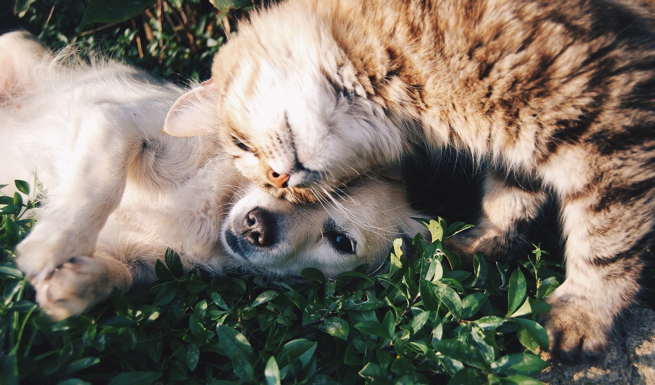 The Real Truth About Cats and Dogs